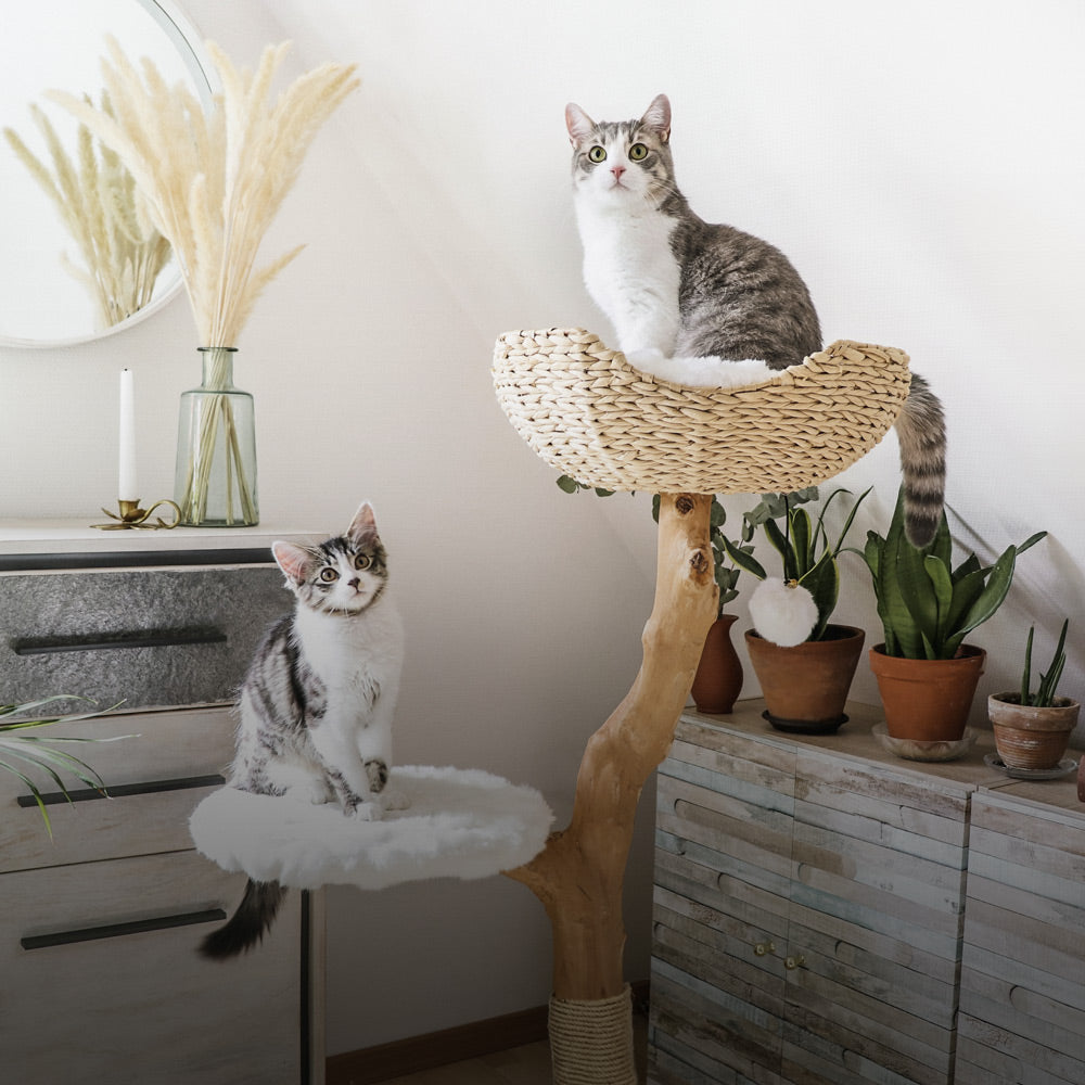 Cat furnishings outlet