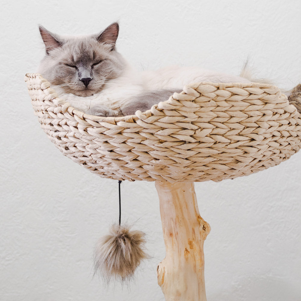 Cat trees and condos for large cats best sale