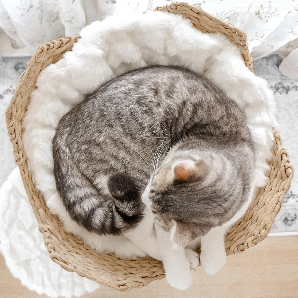 Cat with basket best sale