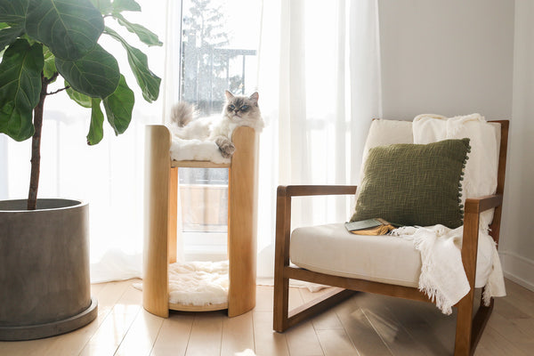 Cat tree best sale living room